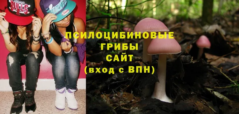 МЕГА как войти  как найти наркотики  Каменка  Псилоцибиновые грибы Psilocybe 